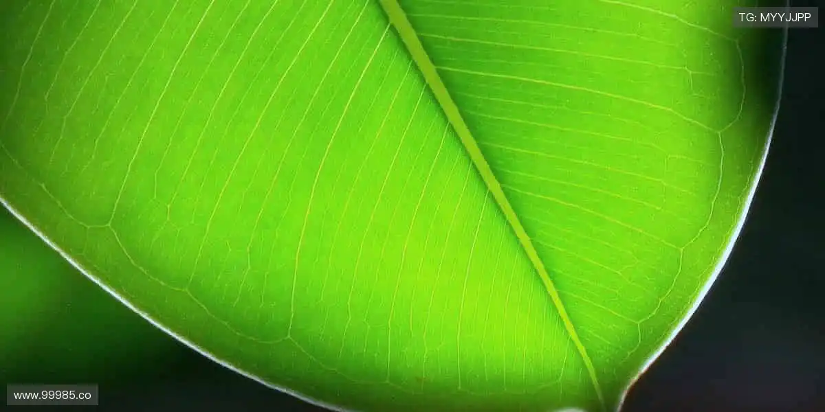 🎯冠军同款，即刻拥有！✨ 体育周边，点燃你的热爱！